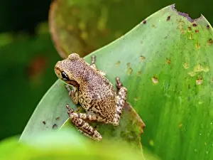 Amazon Prints: An adult Manaus spiny-backed frog