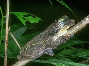 Amphibian Prints: An adult Manaus spiny-backed frog