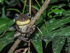 Amazon Prints: An adult Manaus spiny-backed frog