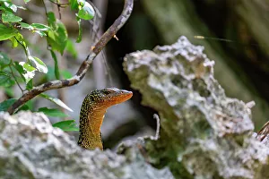 Raja Ampat Prints: An adult Mangrove monitor (Varanus indicus)