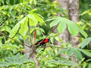 Plumage Prints: Adult masked crimson tanager, Ramphocelus nigrogularis