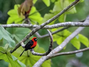 Plumage Prints: Adult masked crimson tanager, Ramphocelus nigrogularis