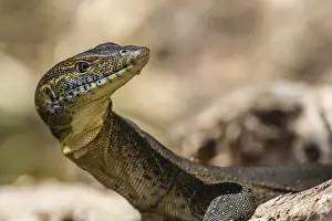 Kimberley Prints: An adult Mertens water monitor (Varanus mertensi) on the banks of the Ord River