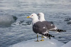 Looking Away Prints: Adult mew gulls (Larus canus) on ice in Tracy Arm-Fords Terror Wilderness Area