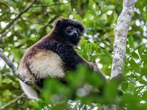 Endangered Prints: Adult Milne-Edwards sifaka rests in tree among leaves in Madagascar