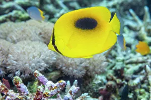 Small Group Of Animals Prints: An adult mirror butterflyfish (Chaetodon speculum)