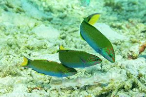 Three Animals Prints: Three adult moon wrasse (Thalasomma lunare)