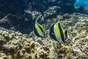 Colourful Prints: Adult Moorish idols (Zanclus cornutus)