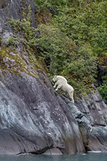 Southeast Prints: Adult mountain goat (Oreamnos americanus) on cliff face in Tracy Arm