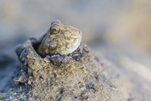 An adult mudskipper, subfamily Oxudercinae, in mud burrow on the mud flats of Vansittart Bay, Kimberley, Western Australia, Australia, Pacific
