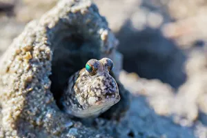 Differential Focus Prints: An adult mudskipper, subfamily Oxudercinae