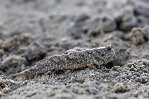 An adult mudskipper, subfamily Oxudercinae, on the mud flats of Vansittart Bay, Kimberley, Western Australia, Australia, Pacific An adult mudskipper, subfamily Oxudercinae, on the mud flats of Vansittart Bay, Kimberley, Western Australia, Australia, Pacific