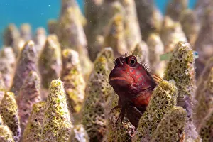 Raja Ampat Prints: An adult Namiyes combtooth blenny (Escenius namiyei)