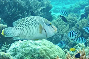 Animals In The Background Prints: An adult Napoleon wrasse (Cheilinus undulatus)