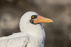 Adult Nazca booby (Sula granti), at Punta Suarez, Isla Espanola, Galapagos, UNESCO
