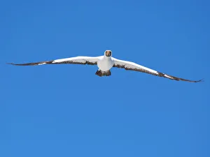 Spread Wings Prints: An adult Nazca Booby (Sula granti)
