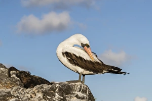 Isla Espanola Prints: Adult Nazca booby (Sula granti) at Punta Suarez, Isla Espanola, Galapagos, UNESCO