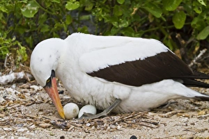 Booby Prints: Adult Nazca booby (Sula grantii) on eggs