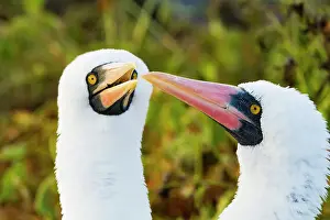 Nature Lovers Prints: Adult Nazca booby (Sula grantii) pair in courtship in the Galapagos Island Archipelago
