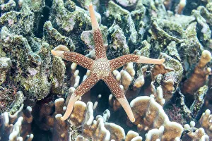 Bangka Island Prints: An adult necklace starfish (Fromia monilis)