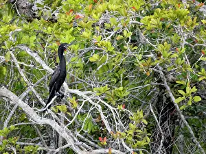 Cormorant Prints: An adult neotropic cormorant (Nannopterum brasilianum)