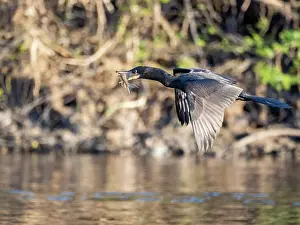 Beak Prints: Adult neotropic cormorant, Phalacrocorax brasilianus