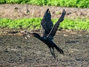 Avifauna Prints: Adult neotropic cormorant, Phalacrocorax brasilianus