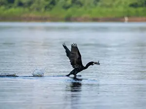 Beak Prints: Adult neotropic cormorant, Phalacrocorax brasilianus