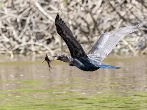 Beak Prints: Adult neotropic cormorant, Phalacrocorax brasilianus