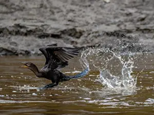 Cormorant Prints: An adult neotropic cormorant, Phalacrocorax brasilianus