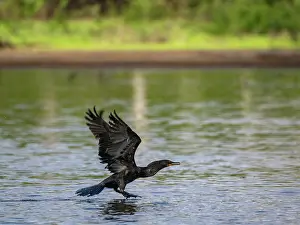 Avifauna Prints: An adult neotropic cormorant, Phalacrocorax brasilianus