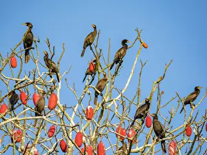 Cormorant Prints: Adult neotropic cormorants, Phalacrocorax brasilianus