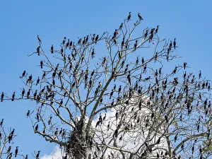 Adult neotropic cormorants, Phalacrocorax brasilianus, perched in a kapok tree within the Pacaya Samiria Preserve, Peru