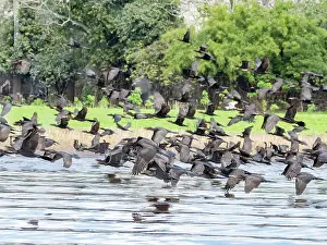 Cormorant Prints: Adult neotropic cormorants, Phalacrocorax brasilianus