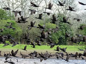 Cormorant Prints: Adult neotropic cormorants, Phalacrocorax brasilianus