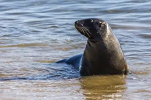 Adult New Zealand (Hooker s) sea lion (Phocarctos hookeri), Ulva Island, off Stewart Island, South Island, New Zealand, Pacific