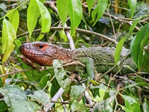 Amazon Prints: An adult northern caiman lizard