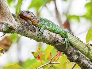 Amazon Prints: An adult northern caiman lizard