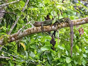 Limbs Prints: An adult northern caiman lizard