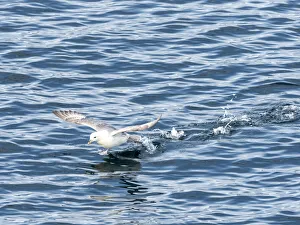 Spread Wings Prints: An adult northern fulmar (Fulmarus glacialis), taking flight off the east coast of