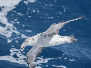 Spread Wings Prints: An adult northern giant petrel (Macronectes halli) in flight in the Drake Passage
