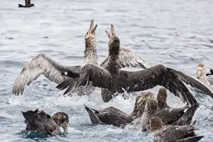 Kelp Prints: Adult northern giant petrels (Macronectes halli) fighting over a dead seal pup in Elsehul Bay