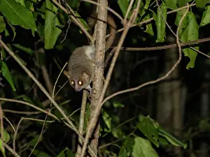 Mammals Prints: Adult nosy be sportive lemur resting on a tree branch in Madagascar's Anjajavy Private Reserve during night time