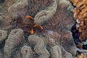 Tropical Climate Prints: An adult orange skunk anemonefish (Amphiprion sandaracinos) swimming on the reef off Bangka Island