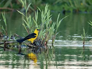Wetlands Prints: Adult oriole blackbird, Gymnomystax mexicanus