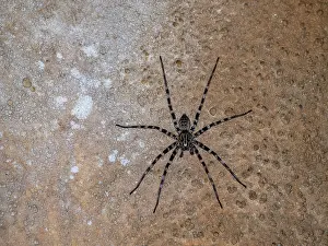 Entomology Prints: Adult ornamental wandering spider in cave within Anjavay Private Reserve in Madagascar observing surroundings on rock