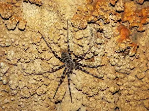 Nocturnal Prints: Adult ornamental wandering spider Viridasius fasciatus found in a cave in Madagascar showing natural habitat