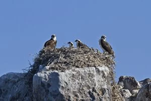 Nest Collection: Adult osprey (Pandion haliaetus) with three chicks, Gulf of California (Sea of Cortez)