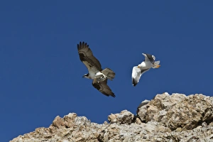 Adult osprey (Pandion haliaetus) with fish, and yellow-footed gull (Larus livens), Gulf of California (Sea of Cortez) Baja California Sur, Mexico, North America