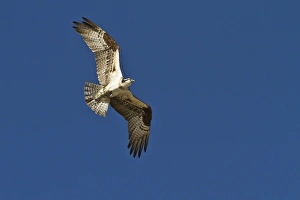 Adult osprey (Pandion haliaetus) with fish, Gulf of California (Sea of Cortez) Baja California Sur, Mexico, North America